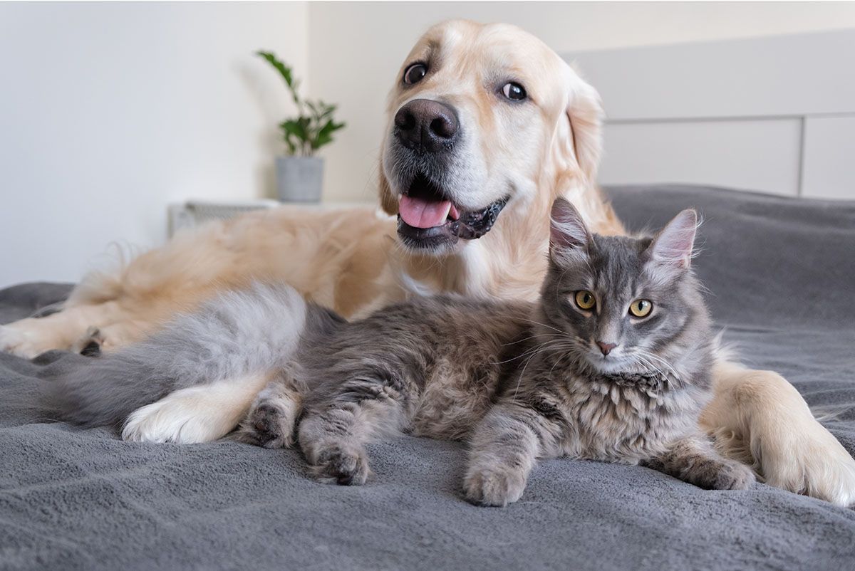 Hund und Katze als Symbol für die tiermedizinische Beratung und Produkte in unserer Apotheke